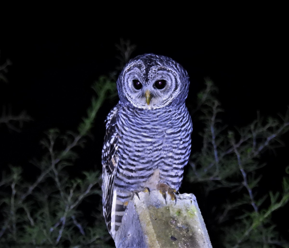 Chaco Owl - ML635698109