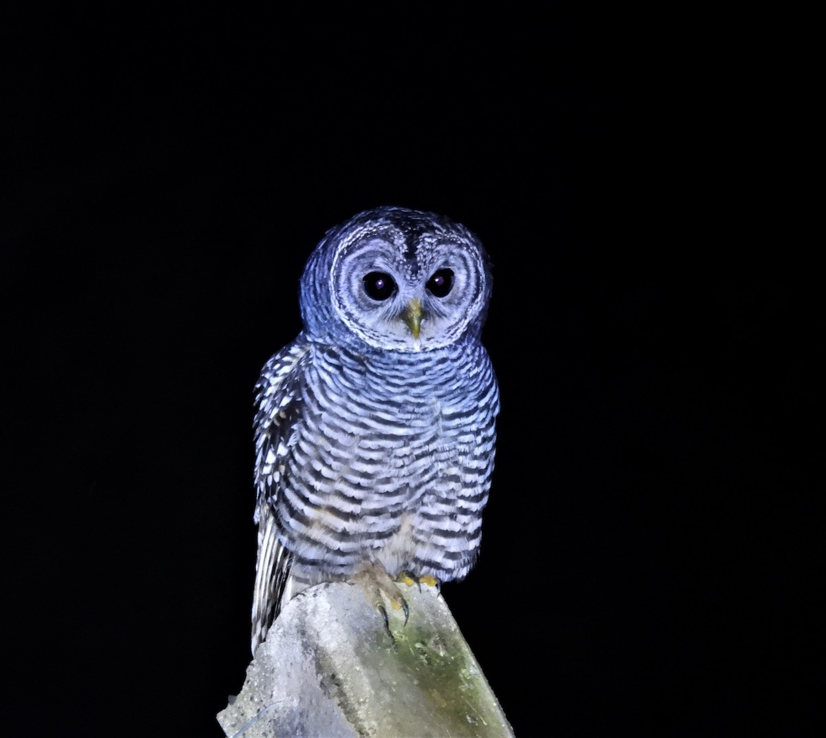 Chaco Owl - ML635698110