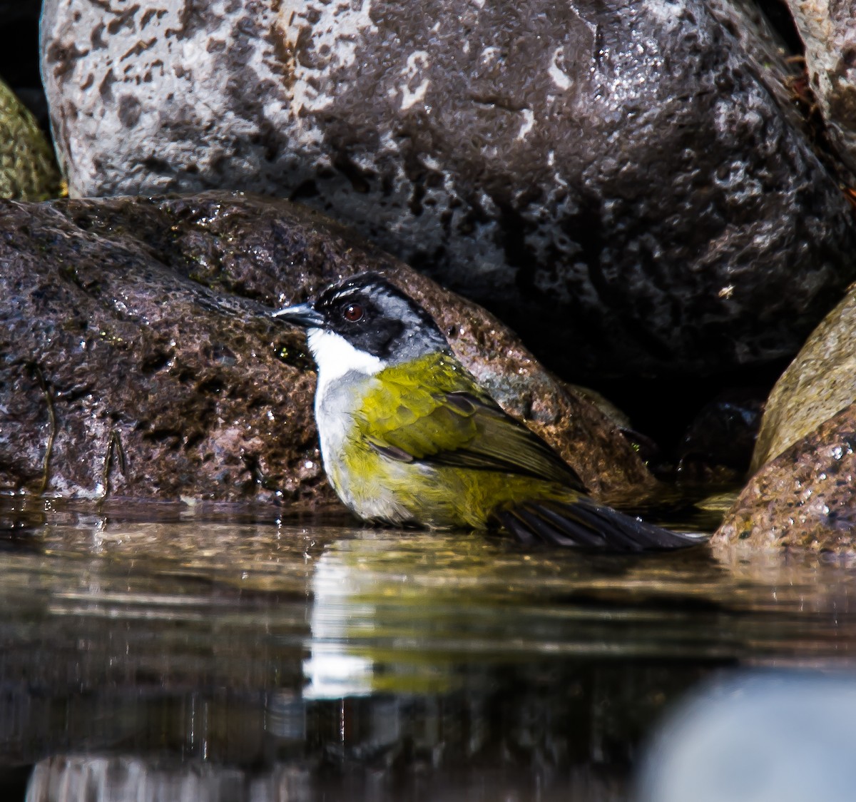 Costa Rican Brushfinch - ML635698228