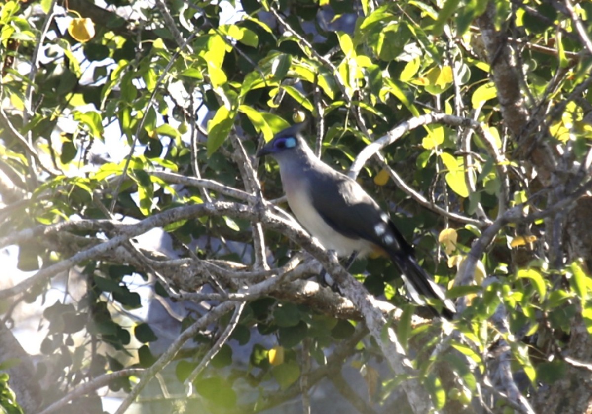 Crested Coua - ML635698229