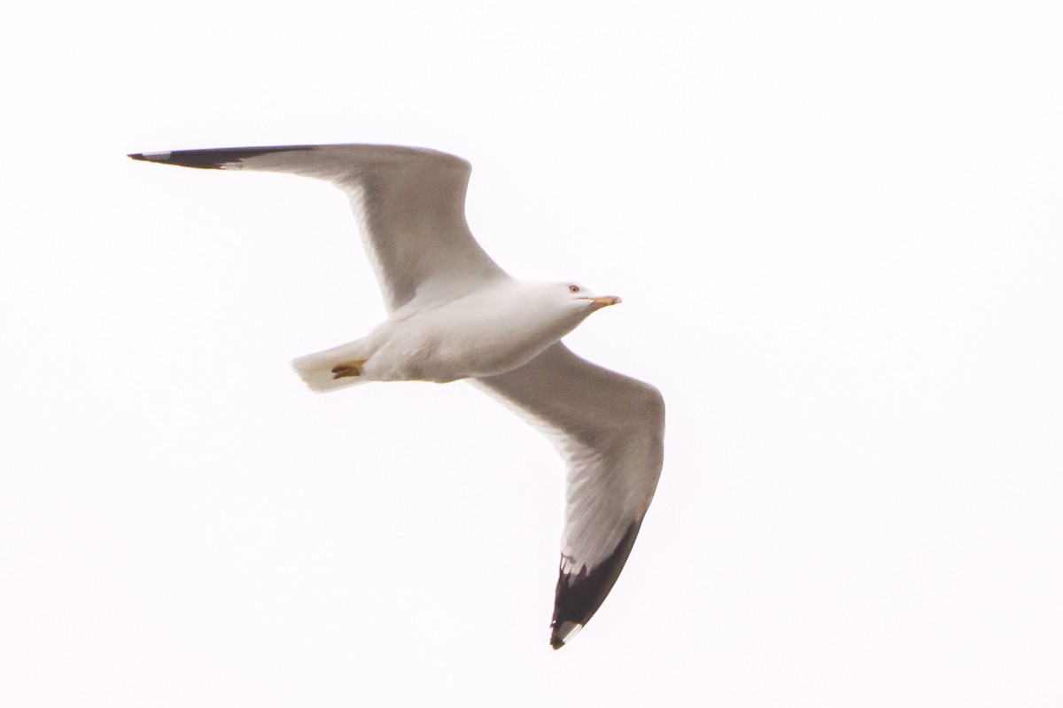 Ring-billed Gull - ML635698235