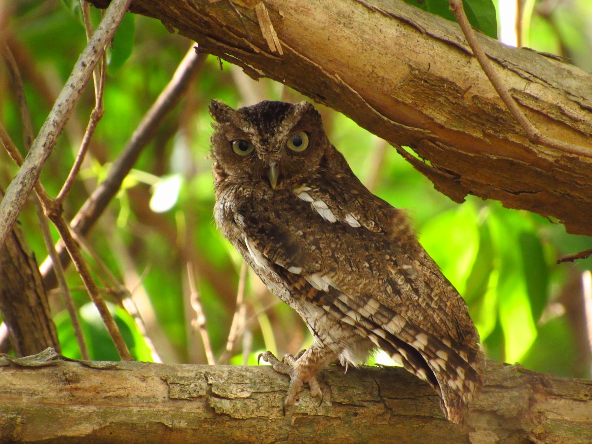 Middle American Screech-Owl (Middle American) - ML635698255