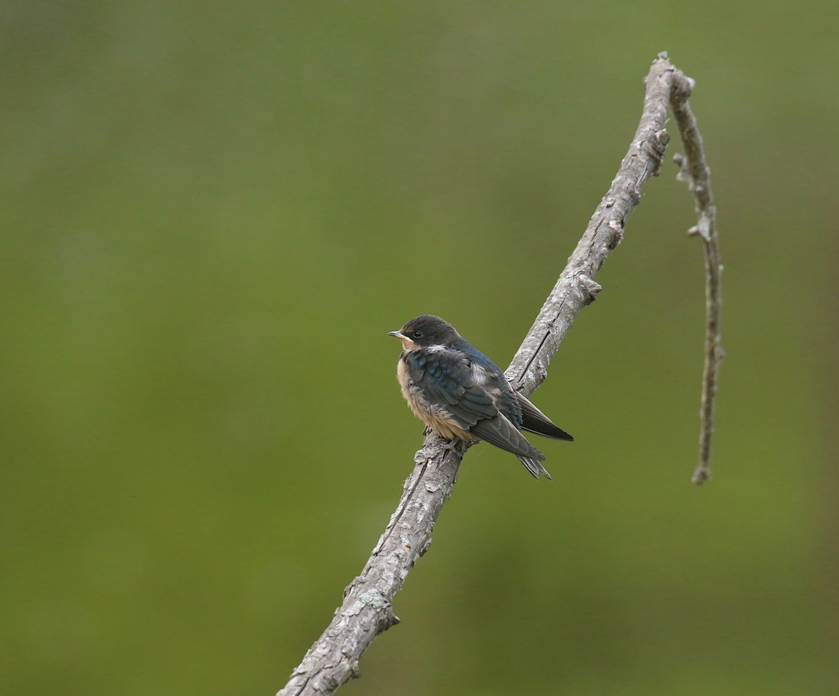 Hirondelle rustique - ML635698356