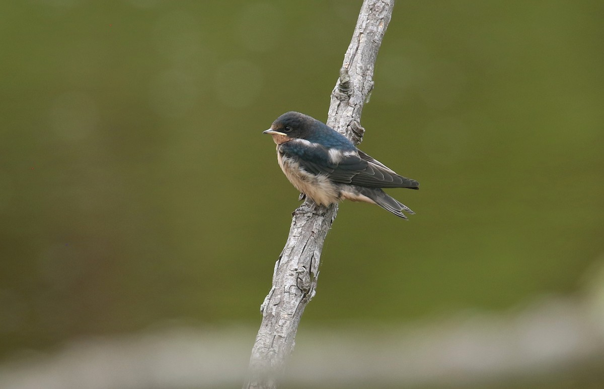 Hirondelle rustique - ML635698357
