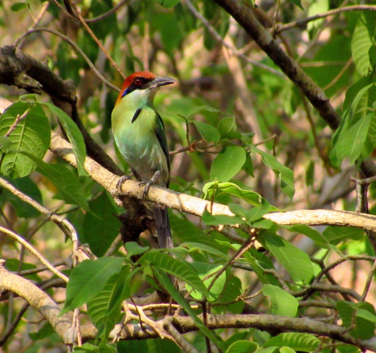 Russet-crowned Motmot - ML635698358