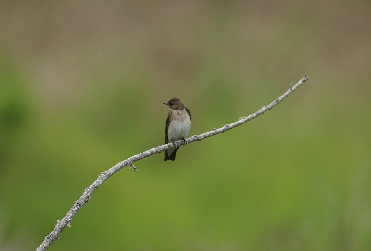 Hirondelle à ailes hérissées - ML635698363