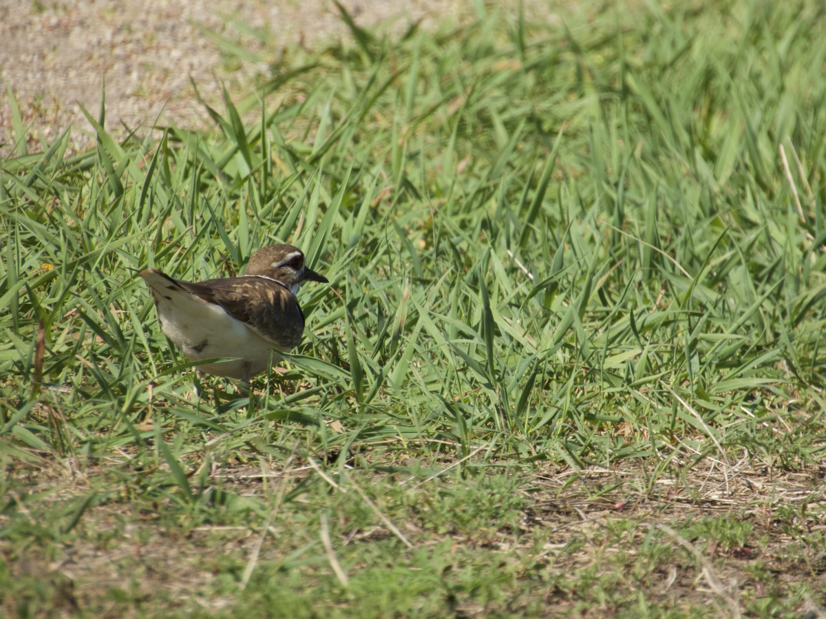 Killdeer - ML635698441