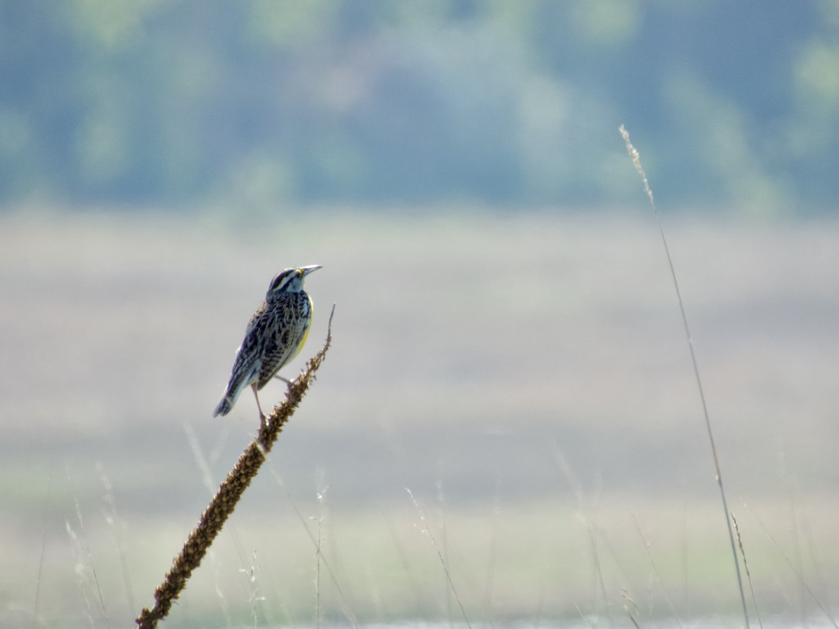 Eastern Meadowlark - ML635698452