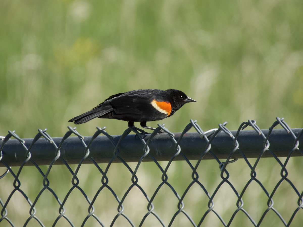 Red-winged Blackbird - ML635698466