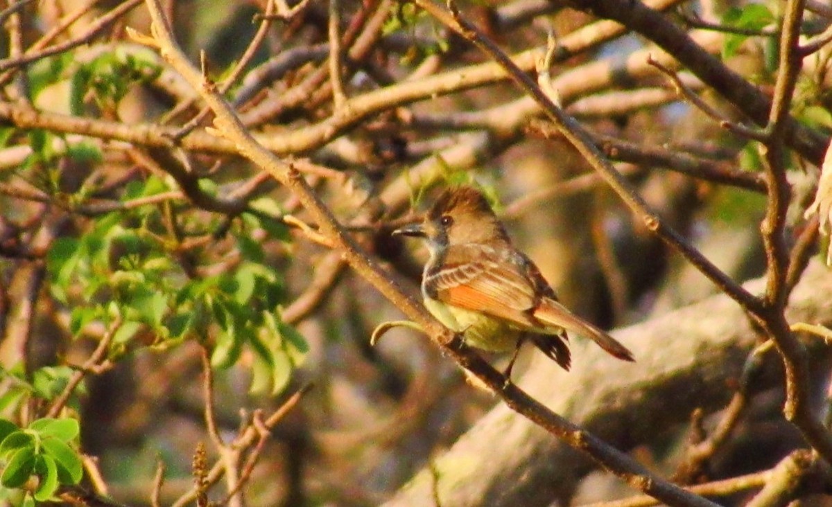 Nutting's Flycatcher - ML635698468