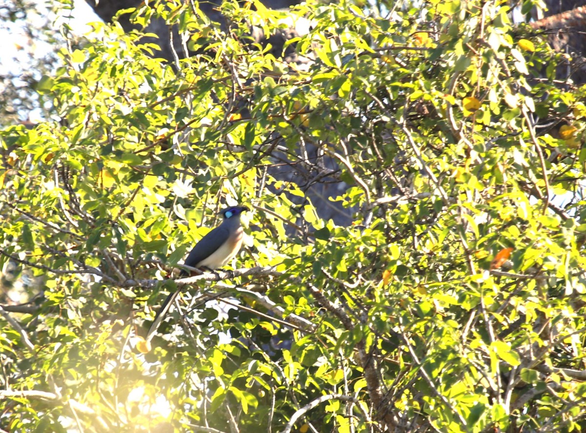 Crested Coua - ML635698491