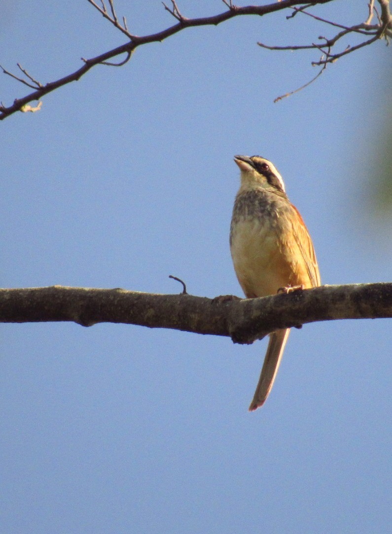 Stripe-headed Sparrow - ML635698524