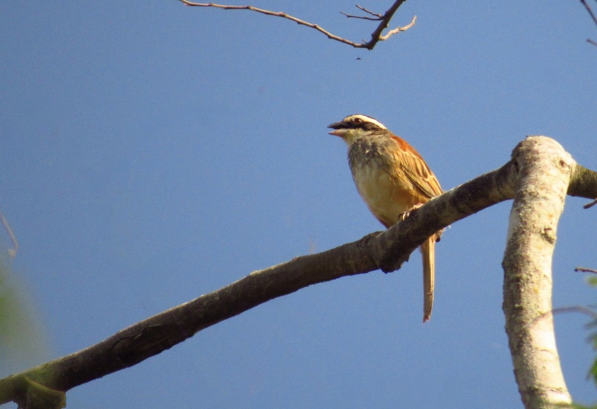 Stripe-headed Sparrow - ML635698525