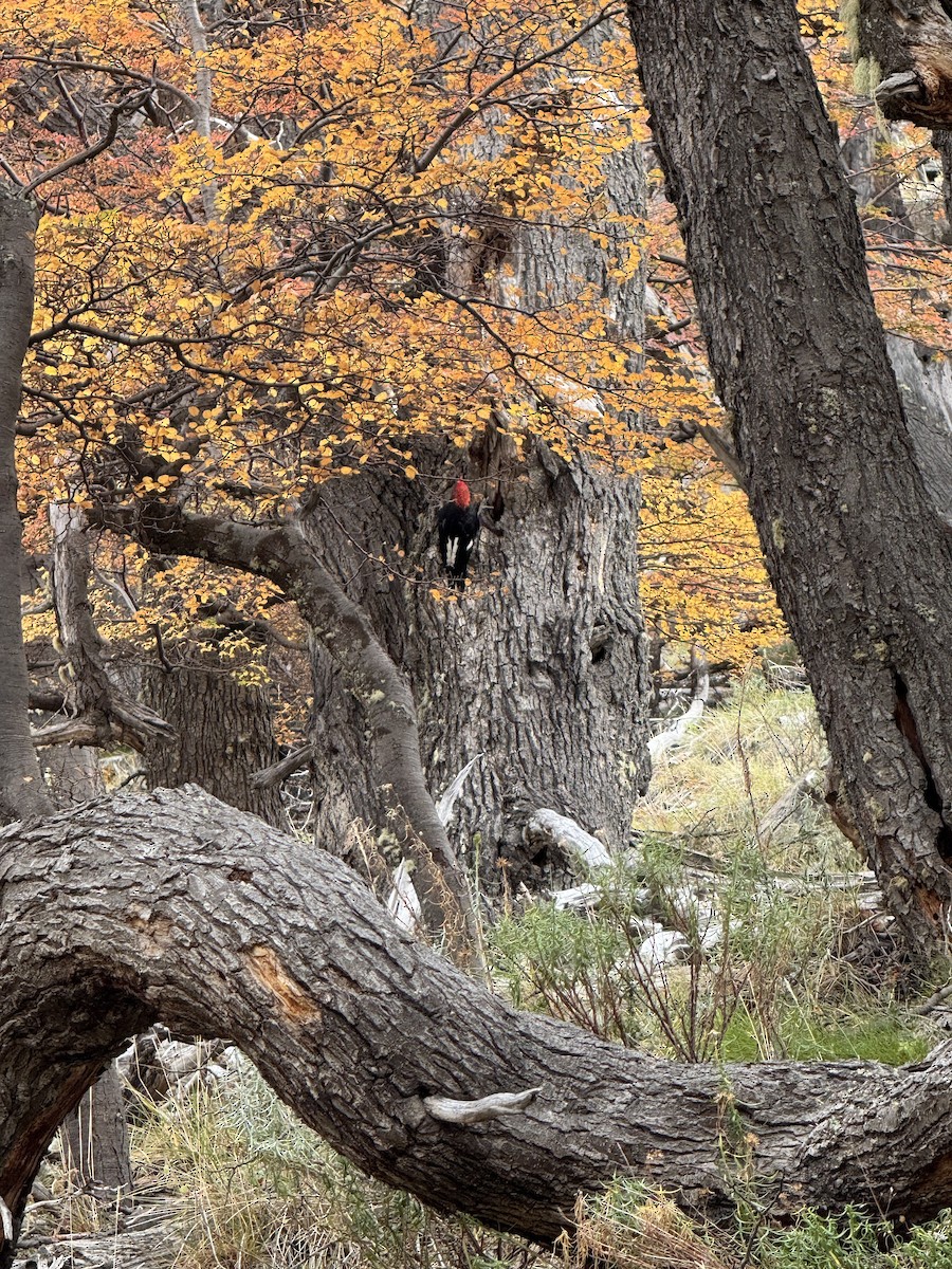 Magellanic Woodpecker - ML635698580
