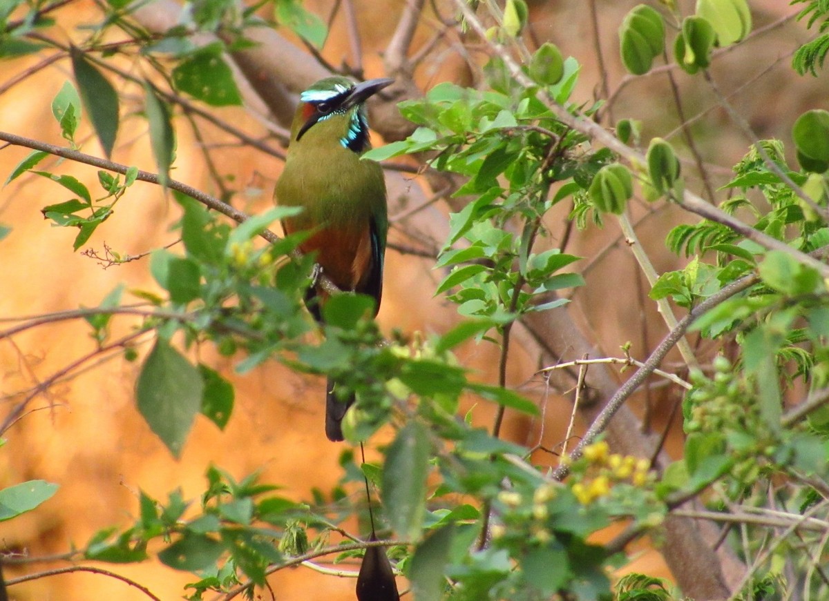 Turquoise-browed Motmot - ML635698599