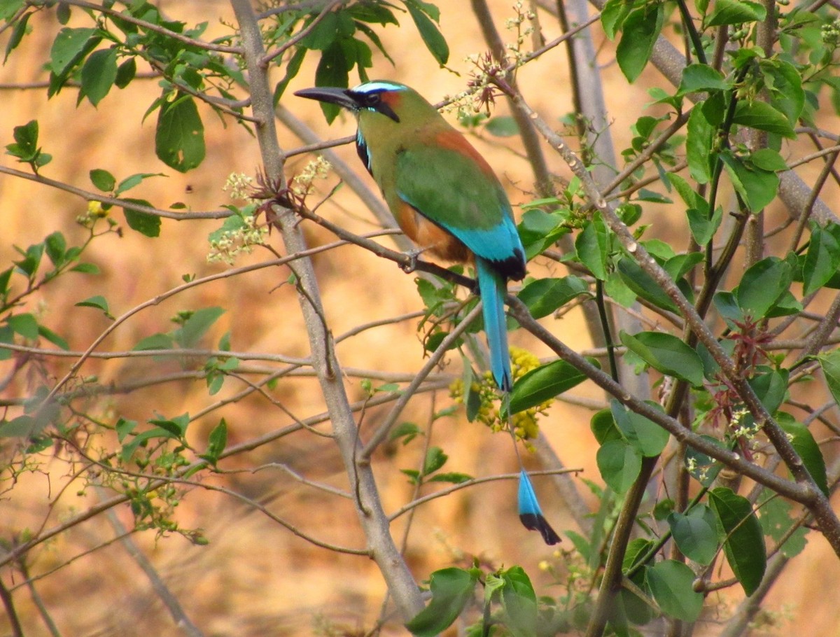 Turquoise-browed Motmot - ML635698600
