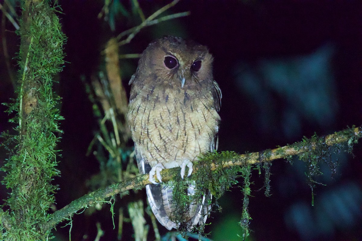 Rufescent Screech-Owl - ML635698612