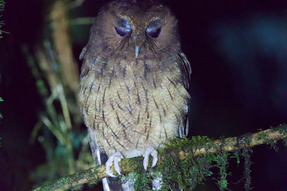 Rufescent Screech-Owl - ML635698613