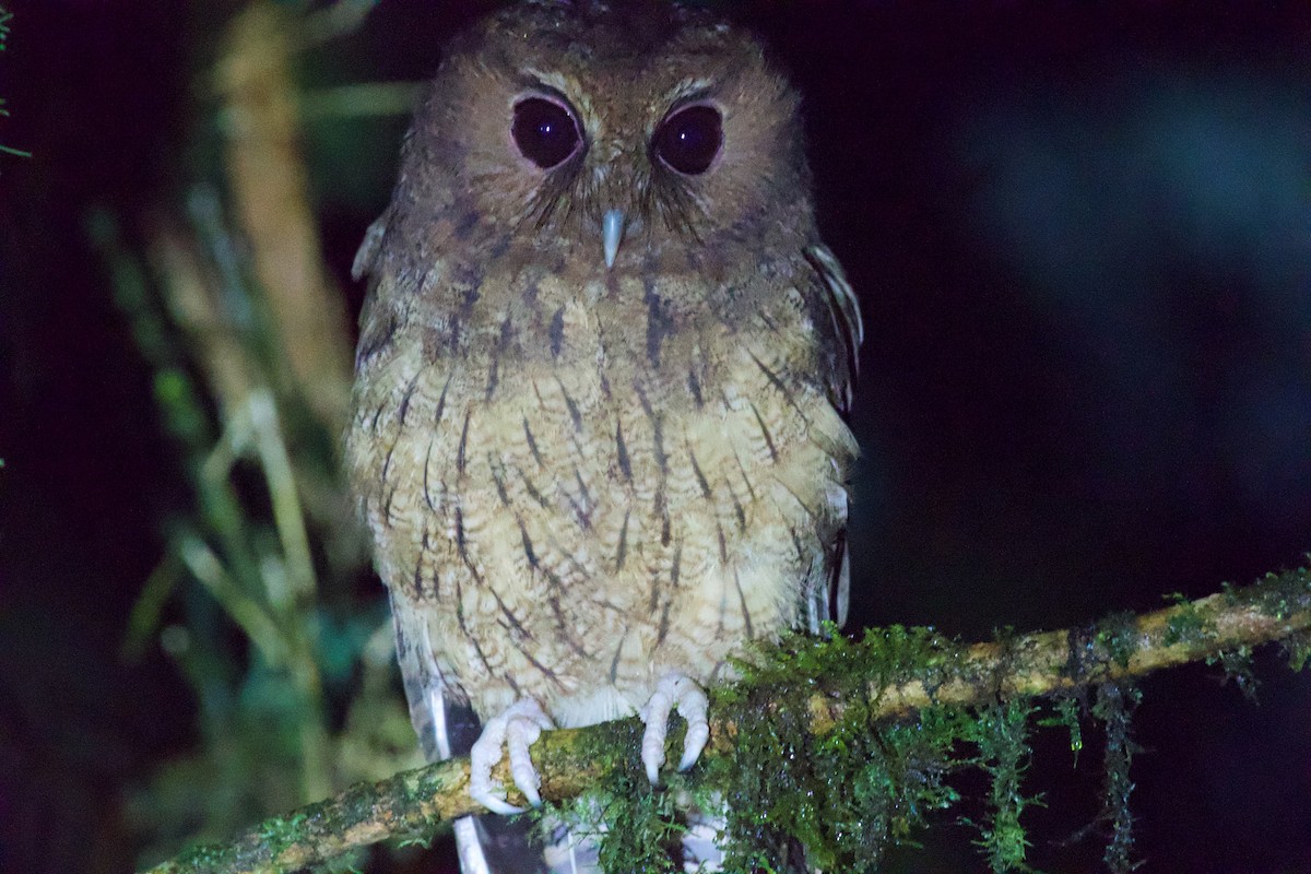 Rufescent Screech-Owl - ML635698614