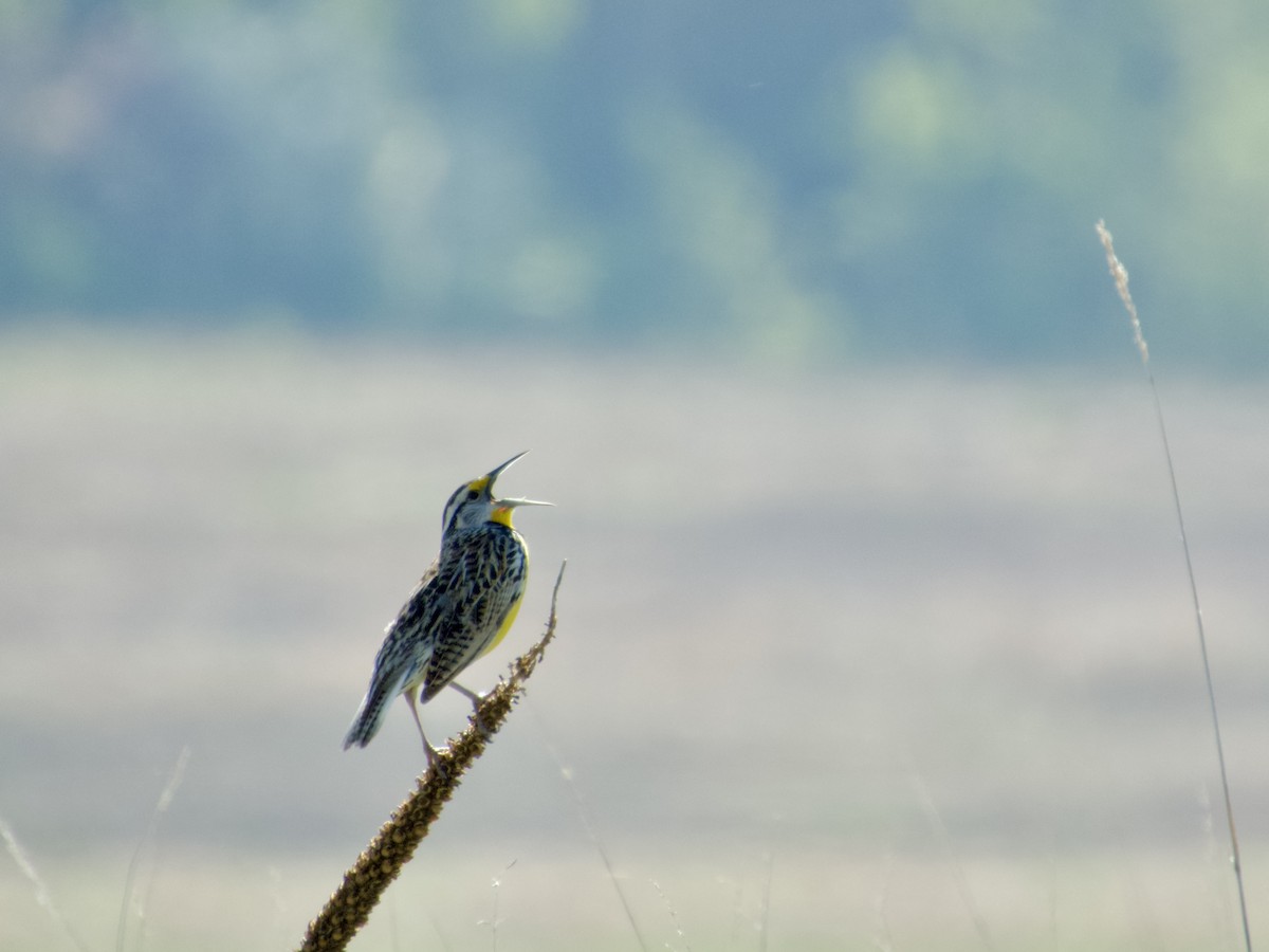 Eastern Meadowlark - ML635698649