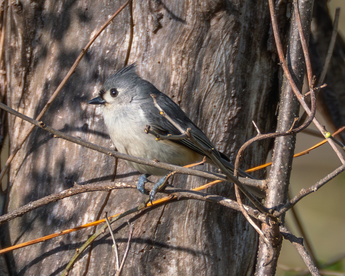 Tufted Titmouse - ML635698719
