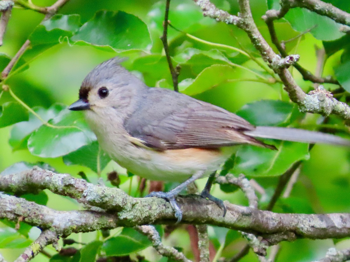 Tufted Titmouse - ML635698720