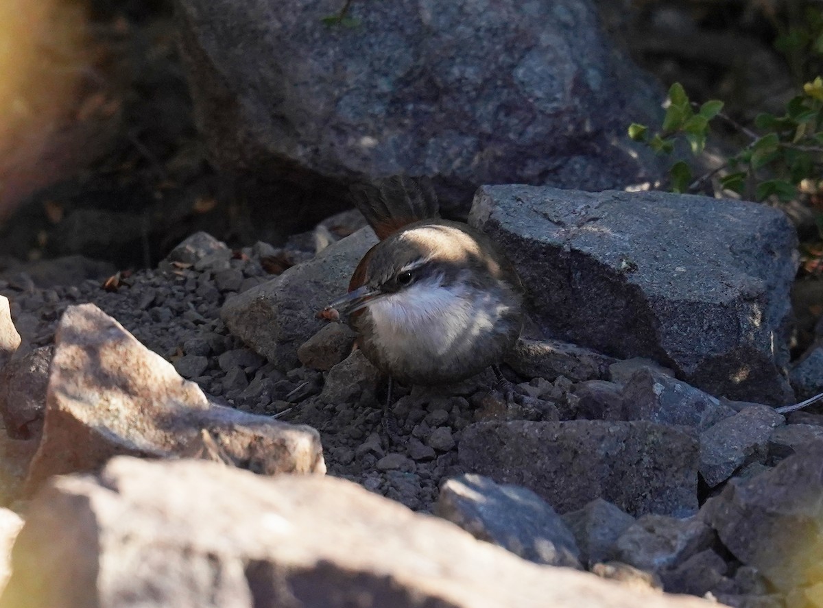 チリーカマドドリ - ML635698740