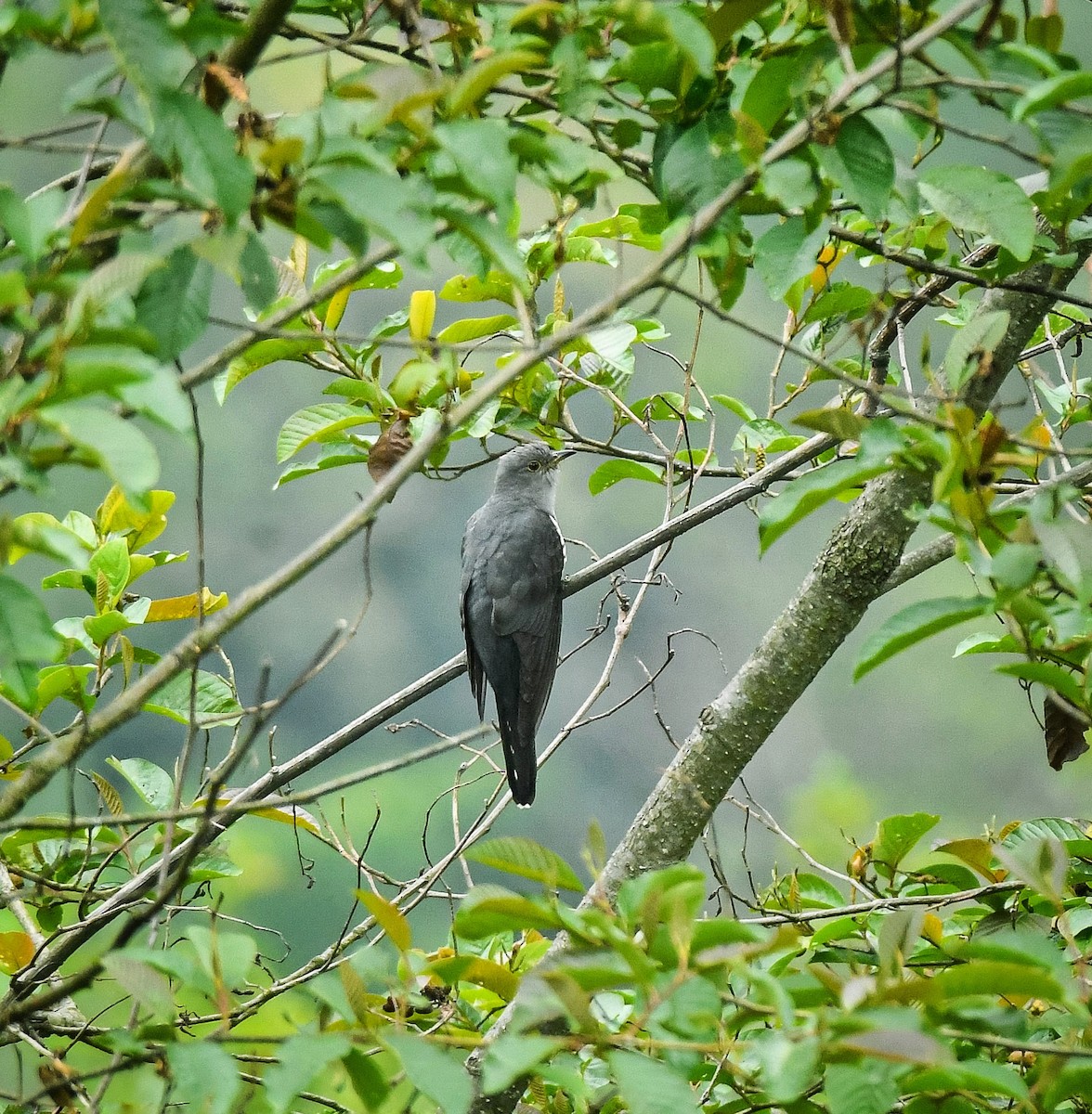 Lesser Cuckoo - ML635698743