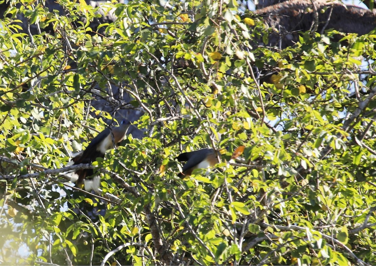 Crested Coua - ML635698752
