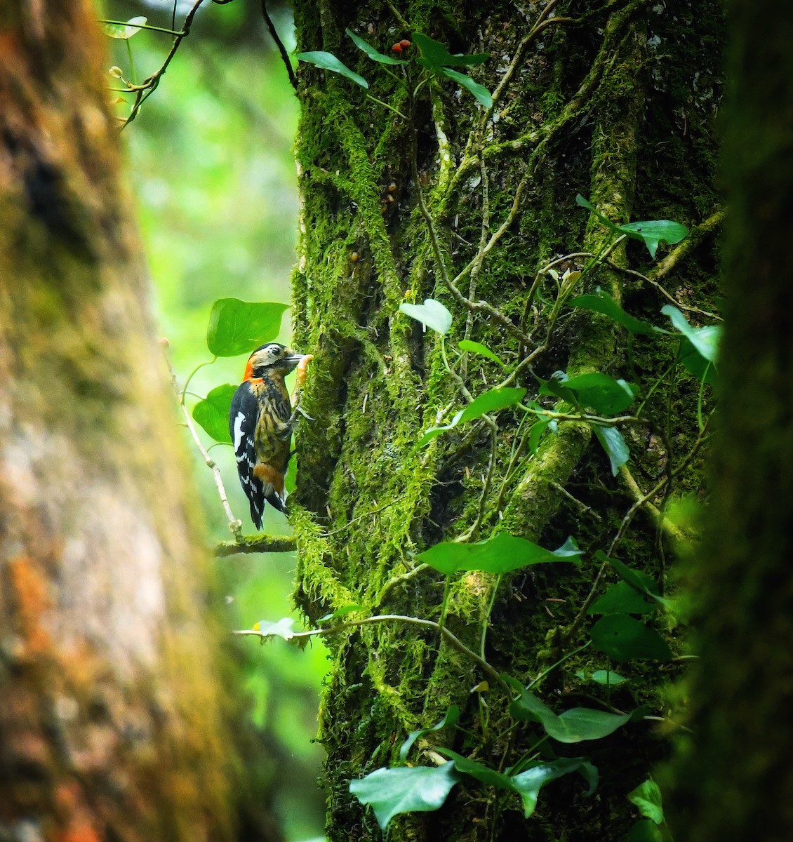 Crimson-naped Woodpecker - ML635698770