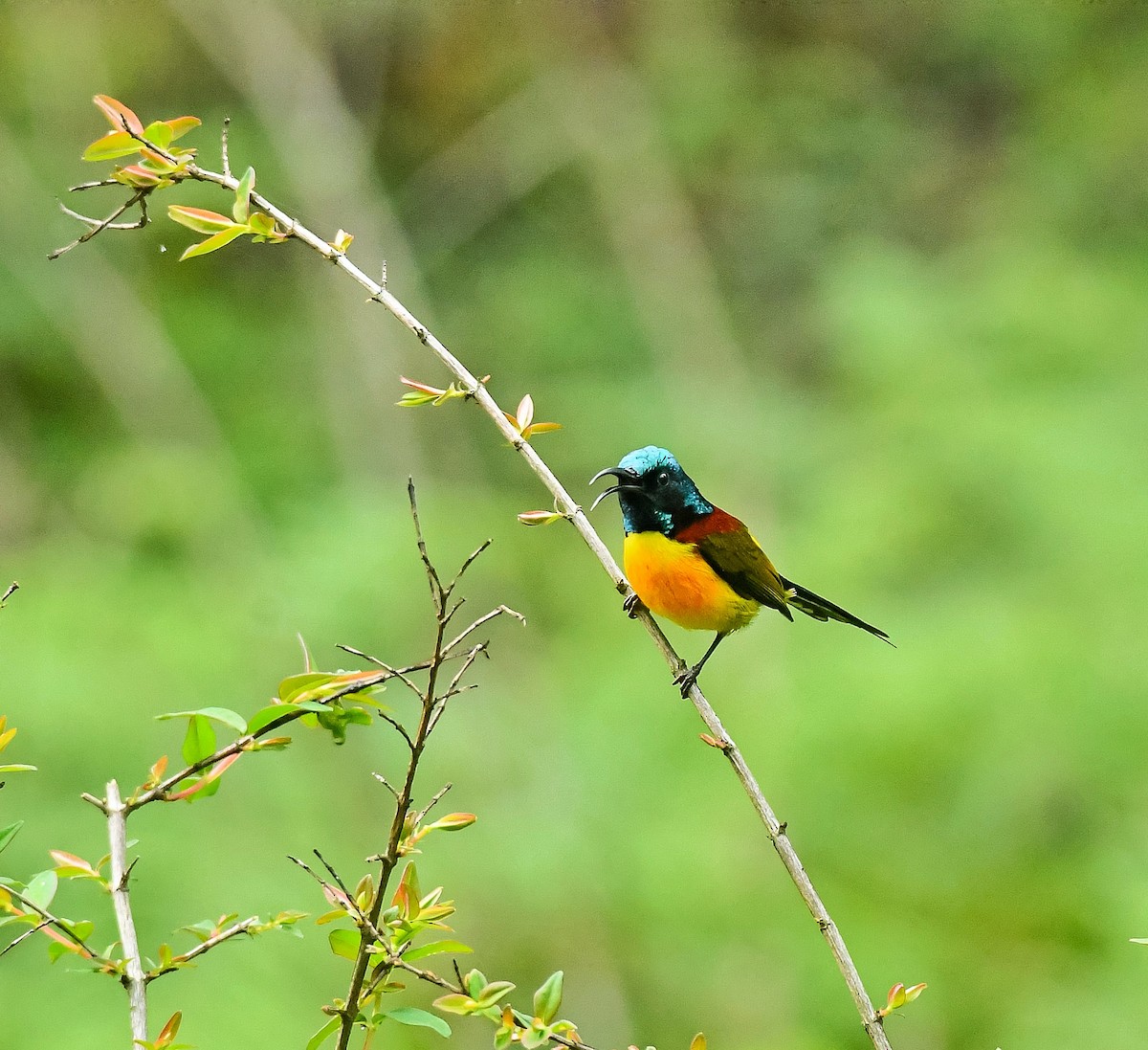 Green-tailed Sunbird - ML635698840