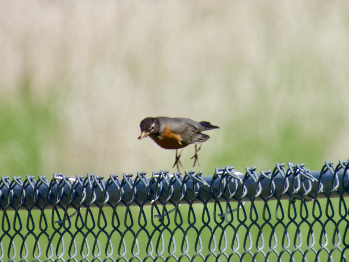 American Robin - ML635698845