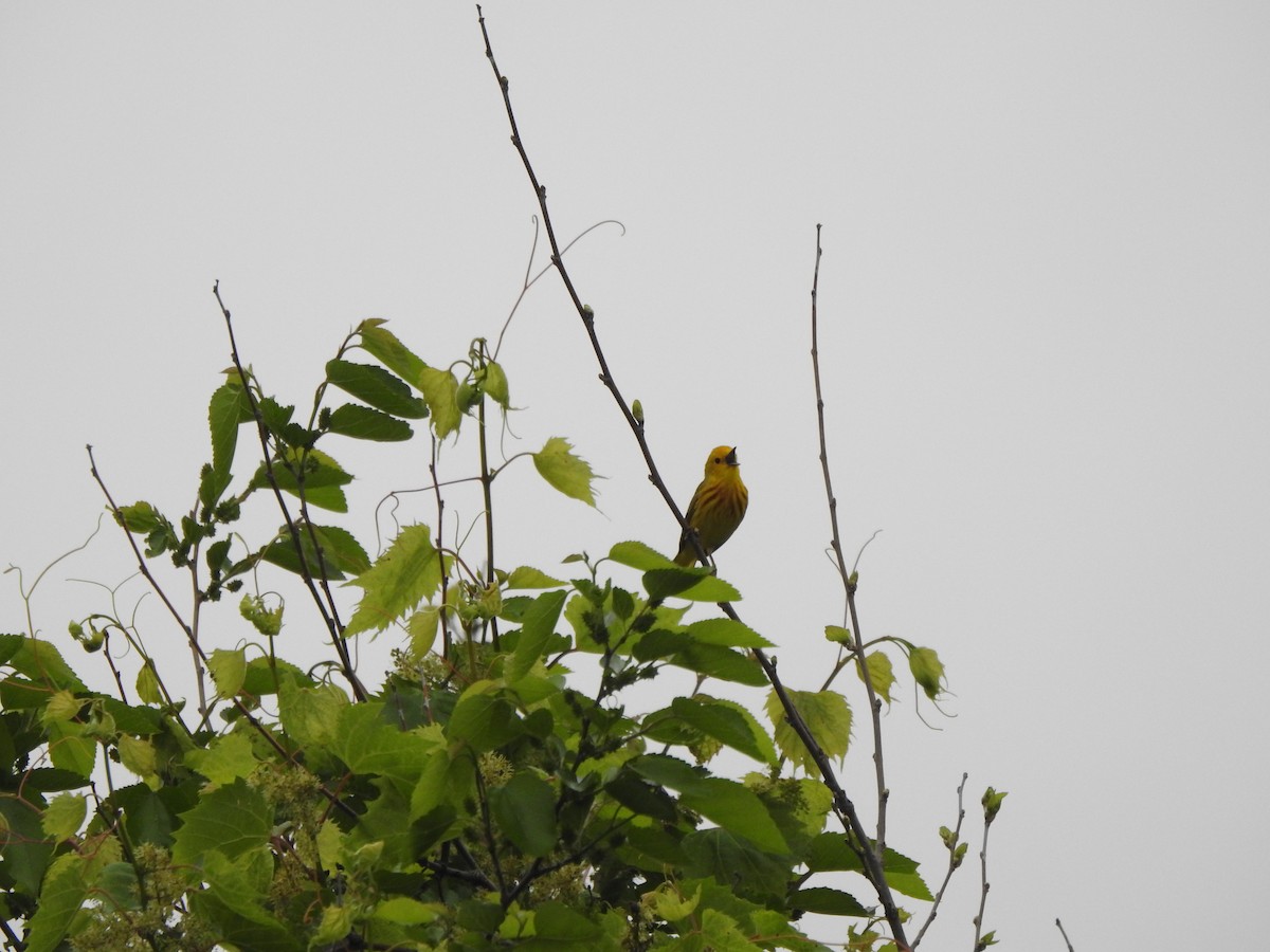 Northern Yellow Warbler - Ron Marek