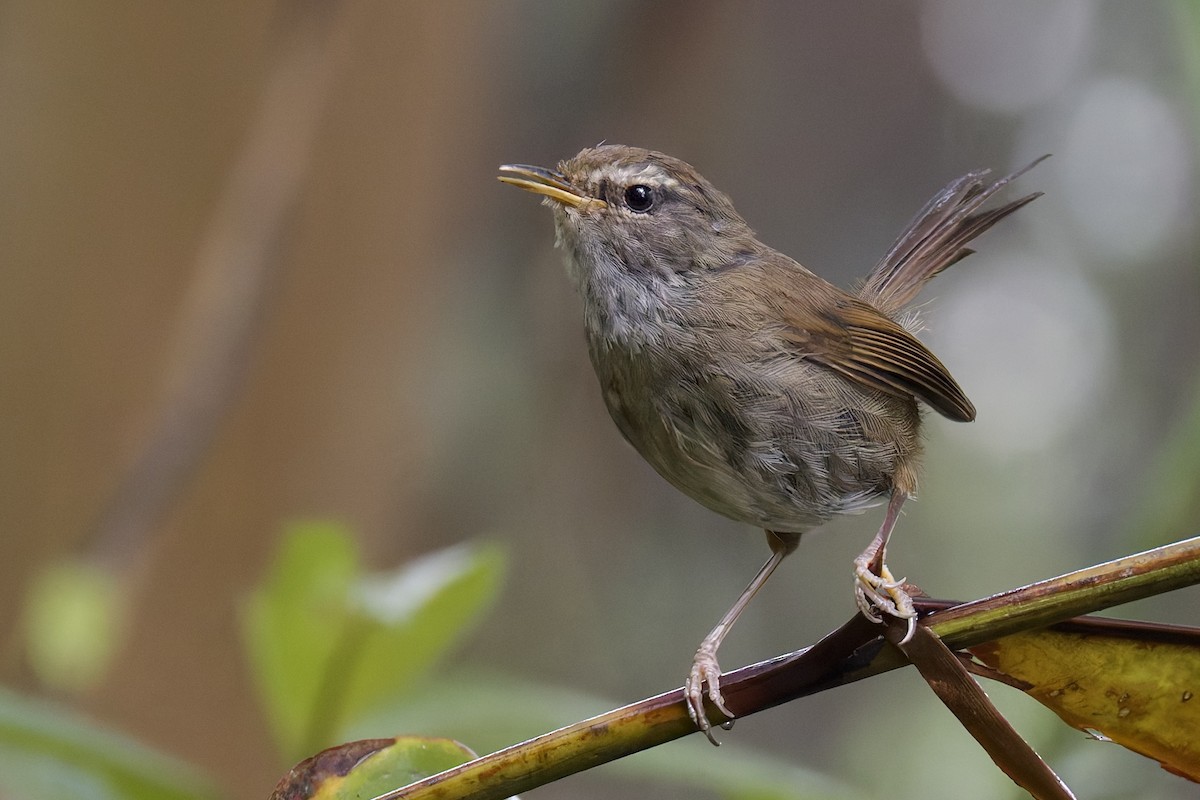Aberrant Bush Warbler (Sunda) - ML635698985