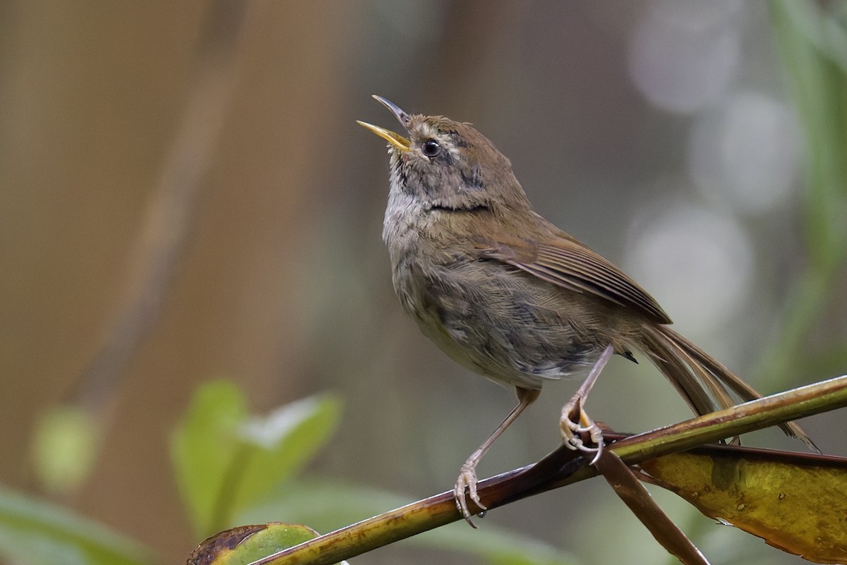 Aberrant Bush Warbler (Sunda) - ML635698986