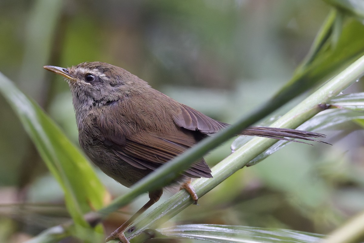 Aberrant Bush Warbler (Sunda) - ML635698987