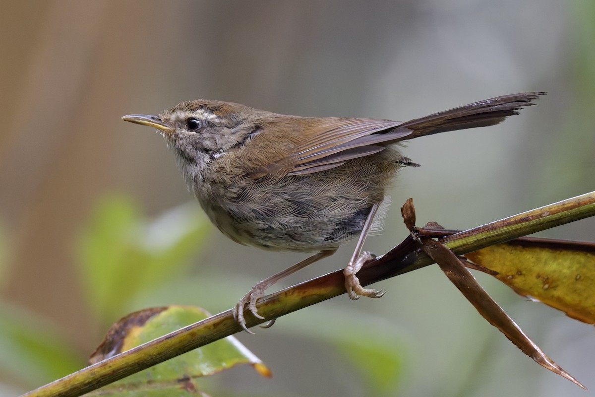 Aberrant Bush Warbler (Sunda) - ML635698988