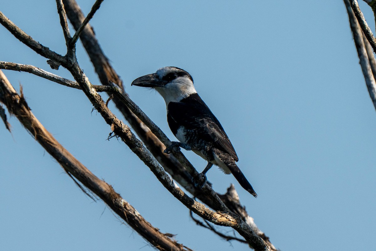 White-necked Puffbird - ML635699075