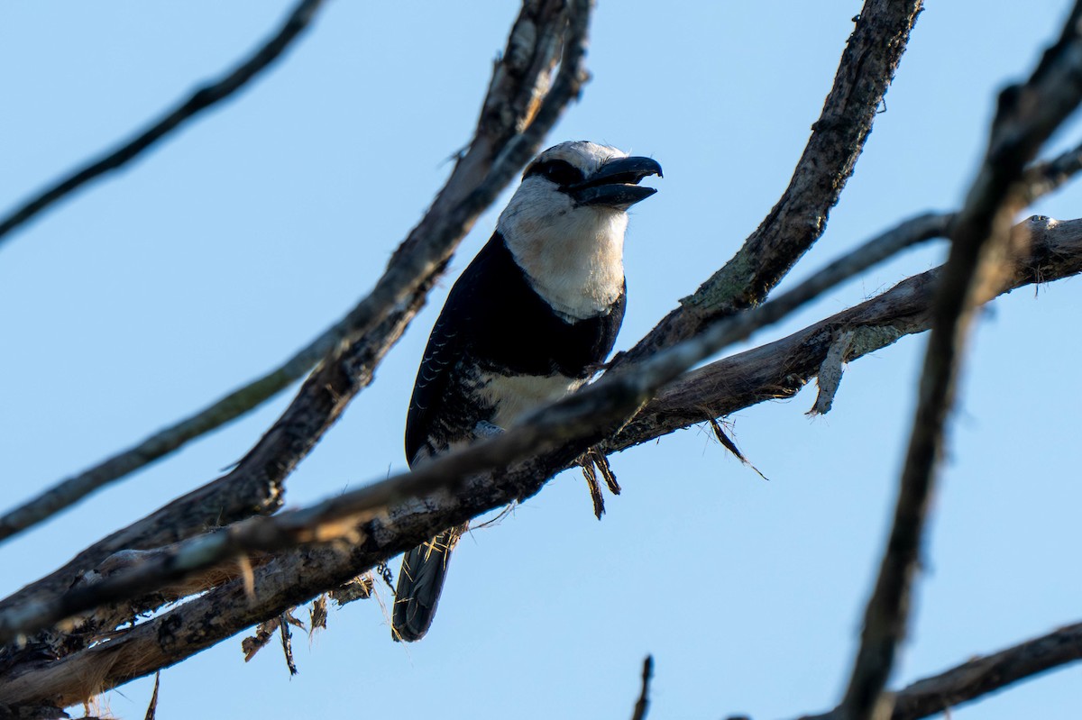 White-necked Puffbird - ML635699076