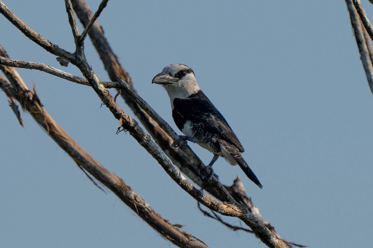 White-necked Puffbird - ML635699077