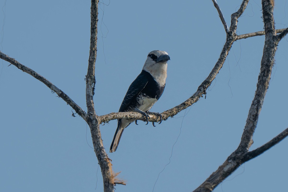 White-necked Puffbird - ML635699078