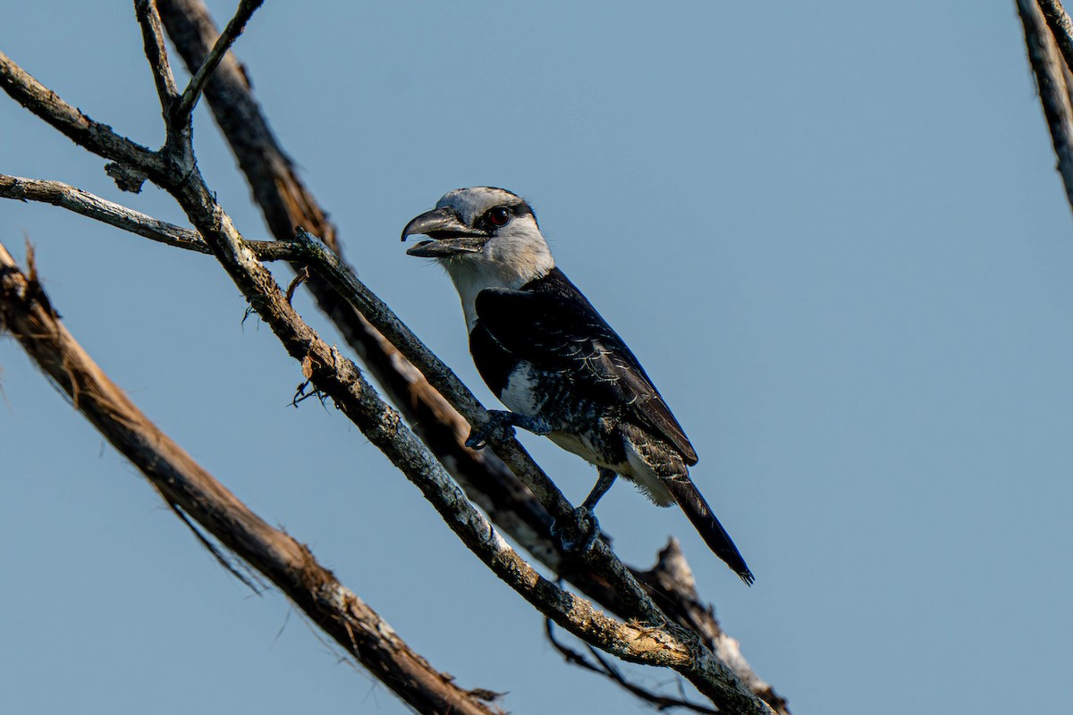 White-necked Puffbird - ML635699079