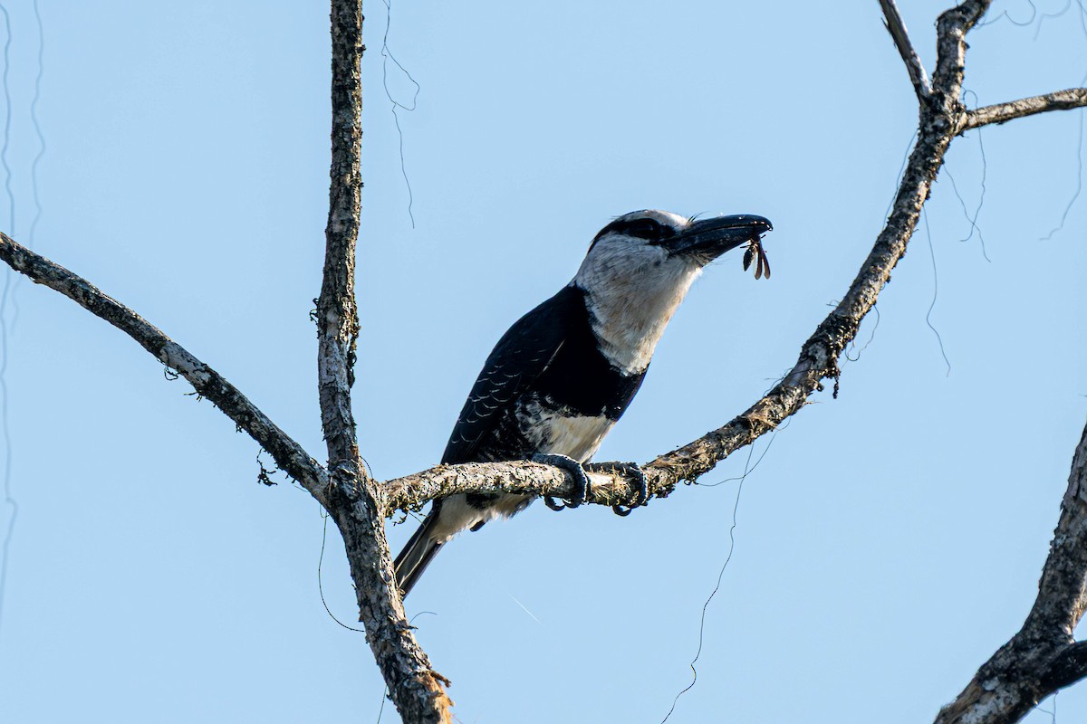 White-necked Puffbird - ML635699080