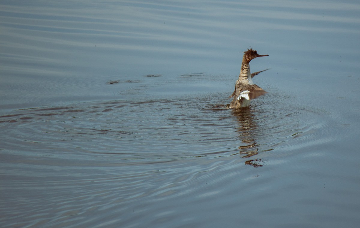 Red-breasted Merganser - ML635699206