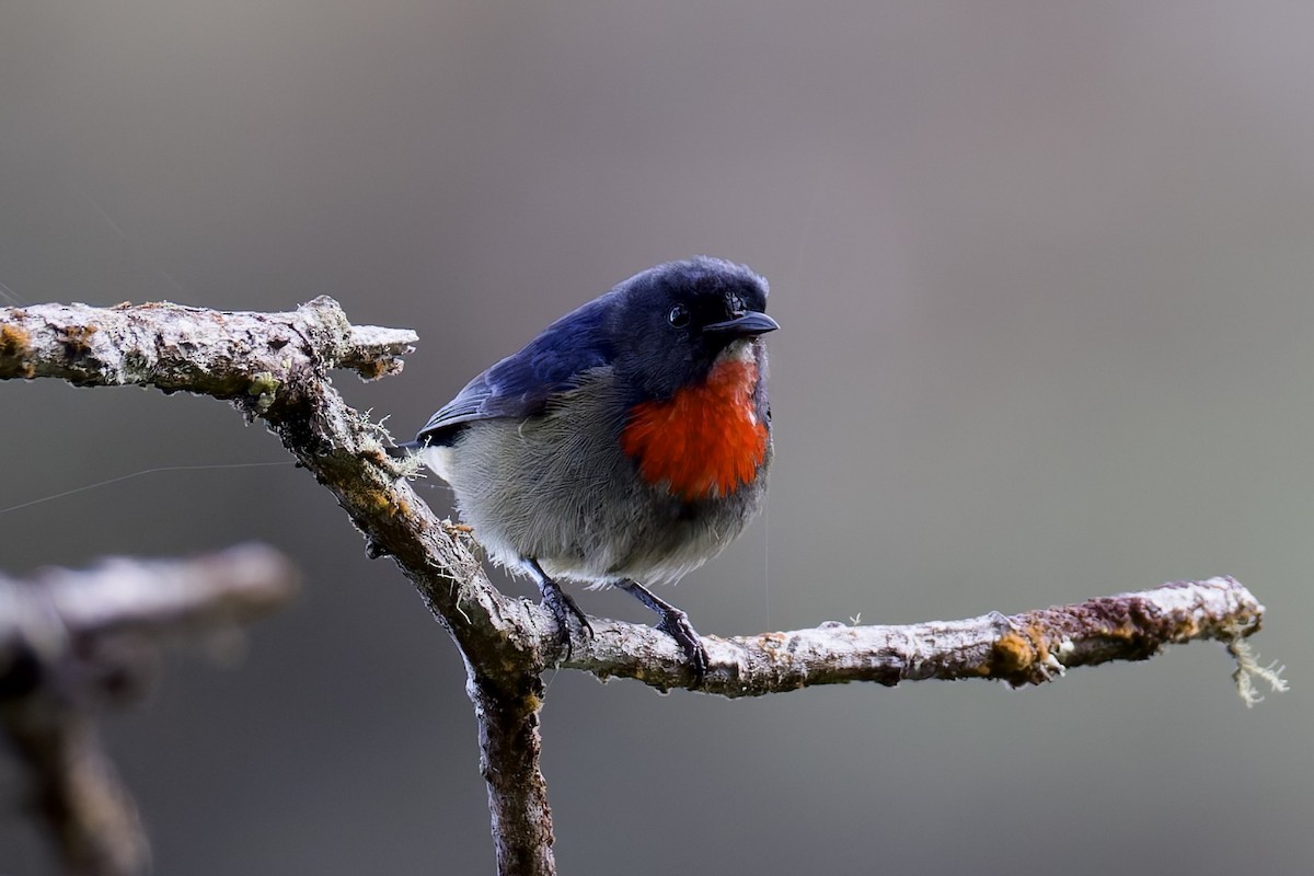 Black-sided Flowerpecker - ML635699222