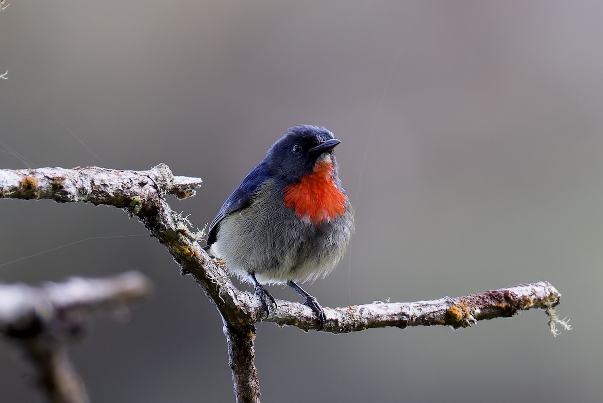 Black-sided Flowerpecker - ML635699225
