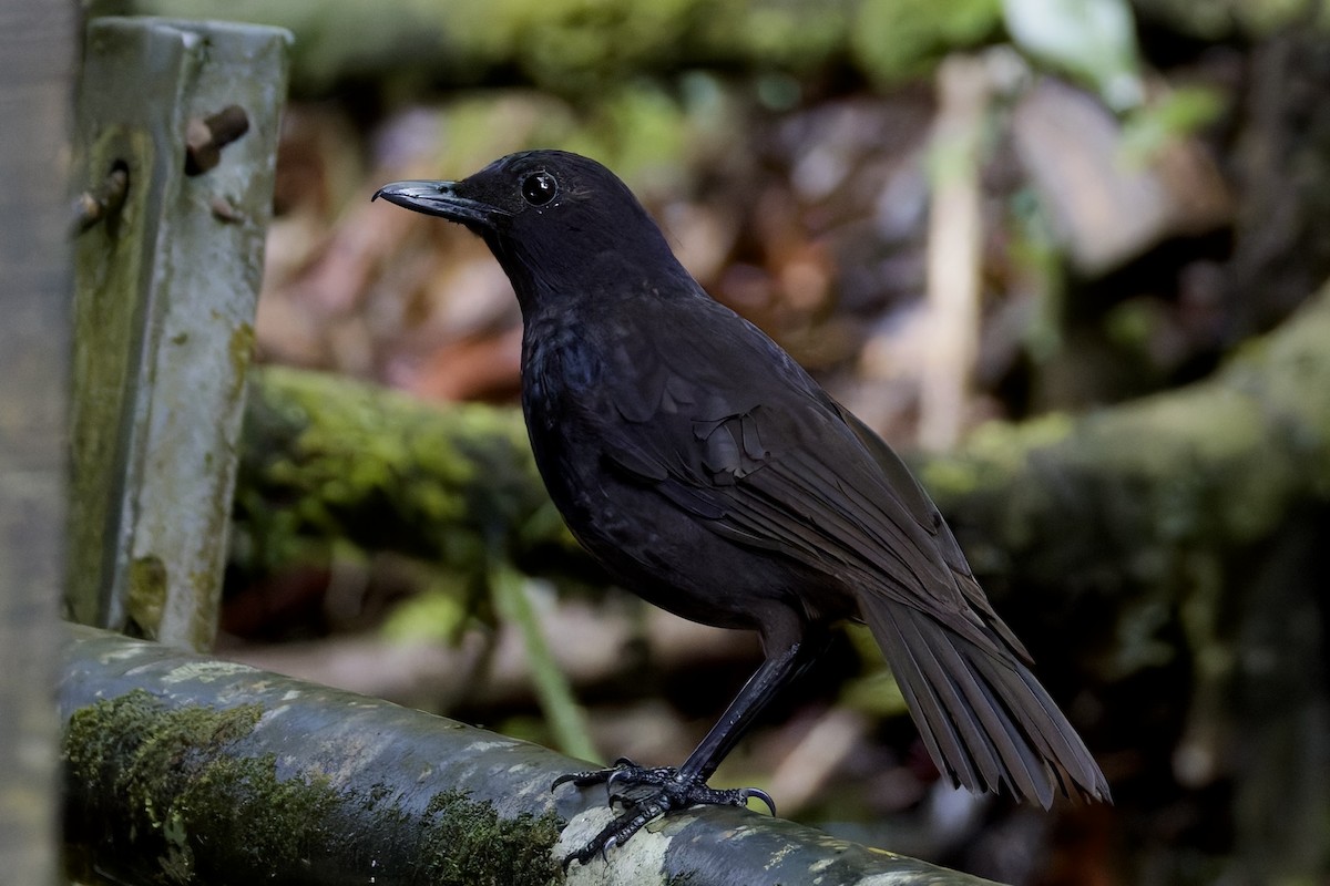 Bornean Whistling-Thrush - ML635699242
