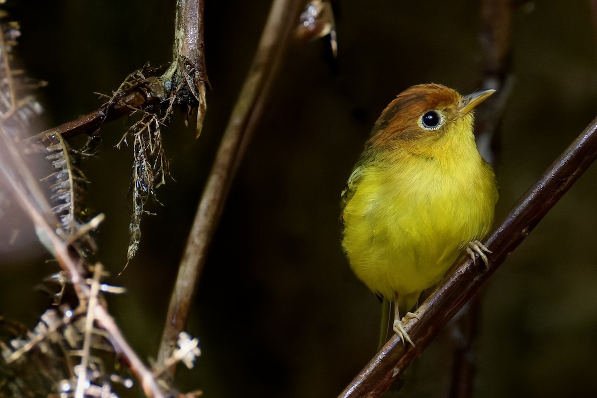 Yellow-breasted Warbler - ML635699263