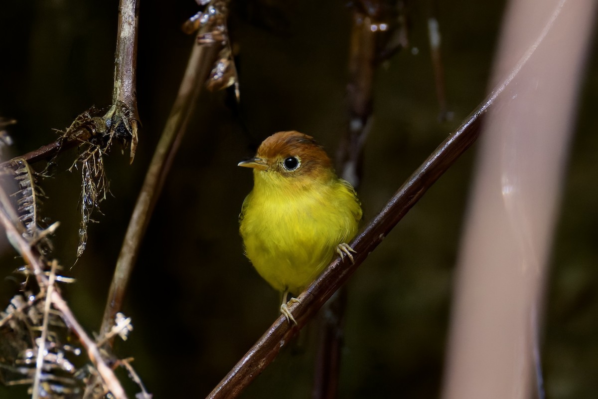 Yellow-breasted Warbler - ML635699264