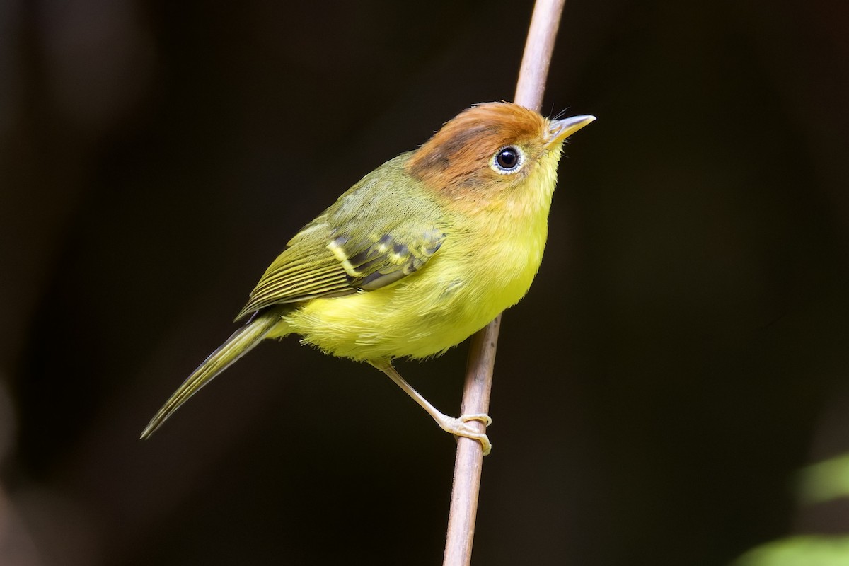 Yellow-breasted Warbler - ML635699265